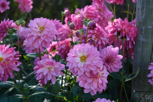 木製の柵とピンクのダリア ダリア,花,ピンクの写真素材