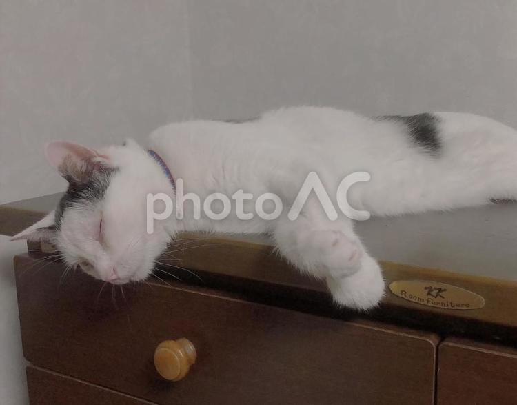 タンスの上で昼寝する猫 ペット,猫,ねこの写真素材