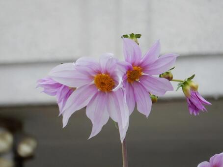 【花の写真】皇帝ダリア 皇帝ダリア,コウテイダリア,植物の写真素材