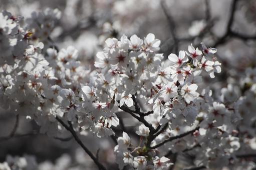 桜 桜の写真
