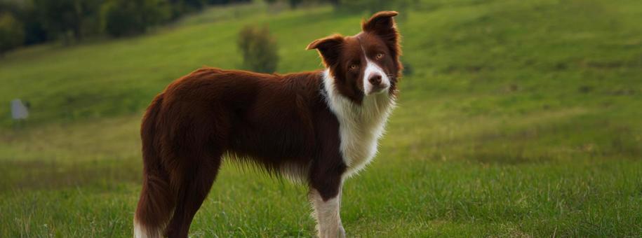 日差しの下で輝くボーダーコリーの毛並み 日差しの下で輝くボーダーコリーの毛並みの写真
