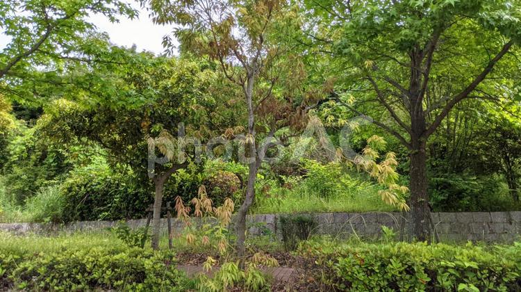 自然の景色　一面の緑　背景素材 自然,風景,景色の写真素材