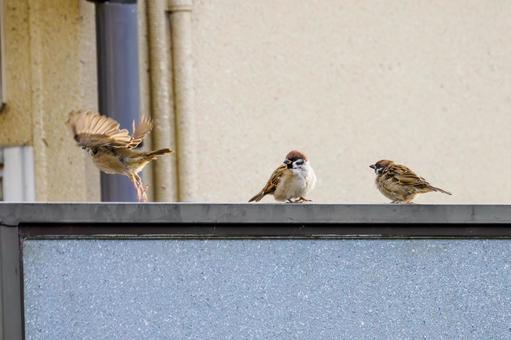 スズメの若鳥(43) 鳥,スズメ,若鳥の写真素材