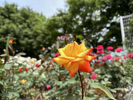 黄色のバラ 黄色のバラの写真