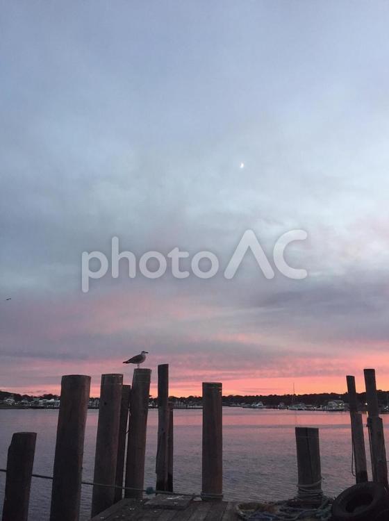 海とカモメと夕焼け カモメ,鳥,港の写真素材