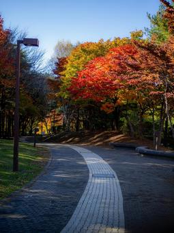 紅葉が彩る散歩道 紅葉,秋,もみじの写真素材