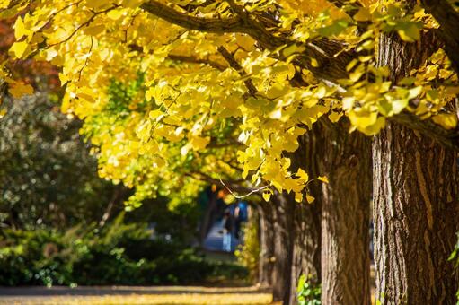 イチョウ並木 イチョウ並木,イチョウ,葉の写真素材