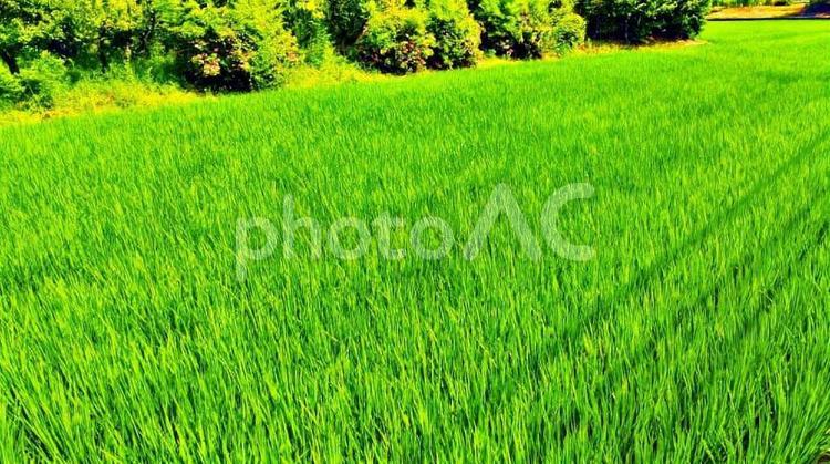 田んぼ 田んぼ,お米,草の写真素材