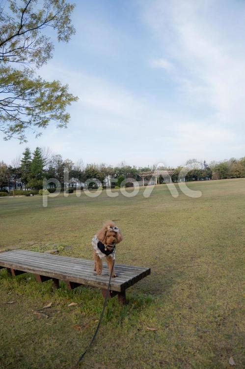 春の公園で散歩するトイプードル トイプードル,トイプー,景色の写真素材