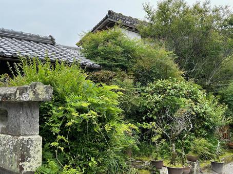 庭 知覧武家屋敷 庭 知覧武家屋敷 知覧武家屋敷,薩摩藩,武家屋敷の写真素材