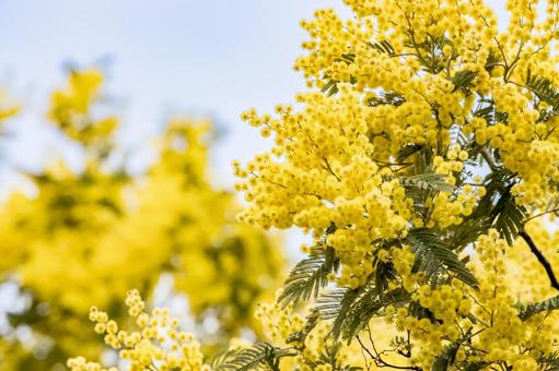 見頃を迎えたミモザのアップ ミモザ,花,春の写真素材