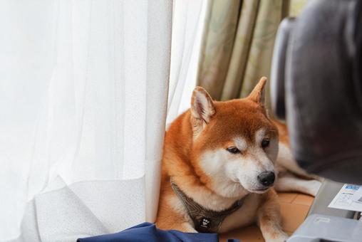 カメラに気づいて起きる柴犬 カメラに気づいて起きる柴犬 柴犬,しばいぬ,日本犬の写真素材