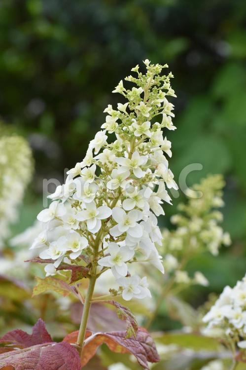 カシワバアジサイ（柏葉紫陽花） カシワバアジサイ,柏葉紫陽花,アジサイ科の写真素材