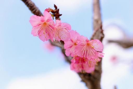 緋寒桜 緋寒桜の写真
