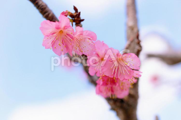 緋寒桜 緋寒桜,サクラ,春の写真素材