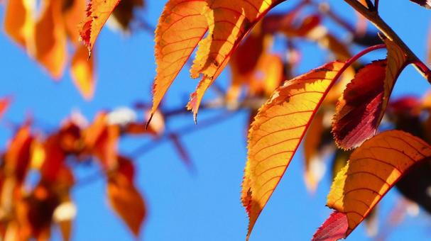 Dead leaves in the autumn sun Dead leaves in the autumn sun