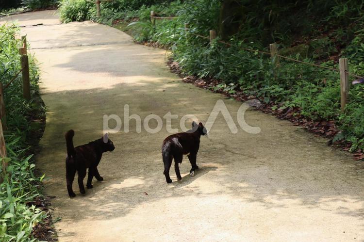 道を行く２匹の黒猫の後ろ姿 道,行く,２匹の写真素材