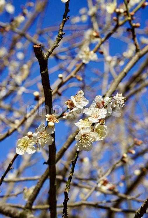 春の訪れを知らせる白梅 春,早春,梅の写真素材