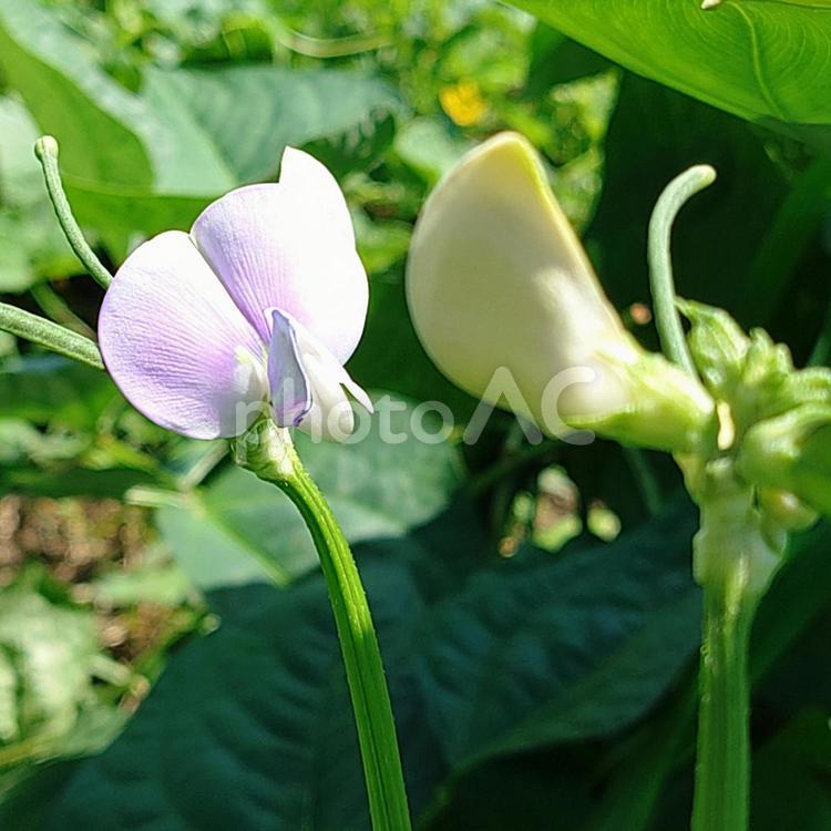 花 花,ささげ,ささげの花の写真素材