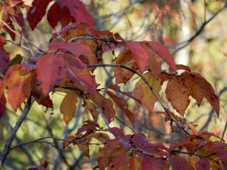 【風景写真】晩秋の風景 紅葉,葉っぱ,晩秋の写真素材