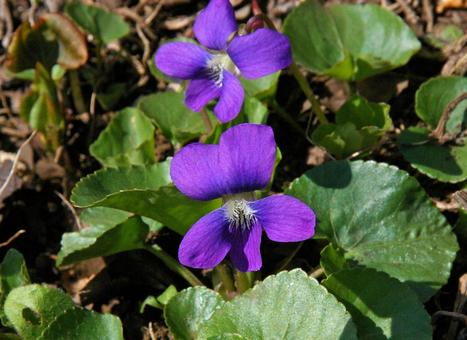 アメリカスミレサイシン パピリオナセア アメリカスミレサイシン,パピリオナセア,亜米利加菫細辛の写真素材