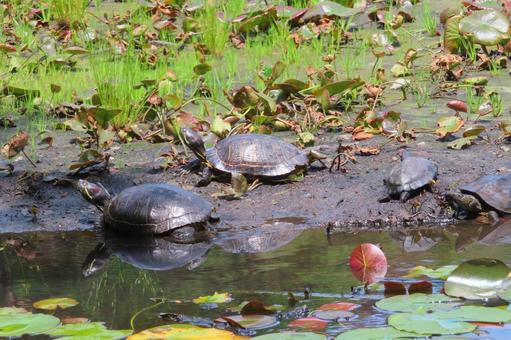 蓮の池のカメ 蓮の池のカメの写真