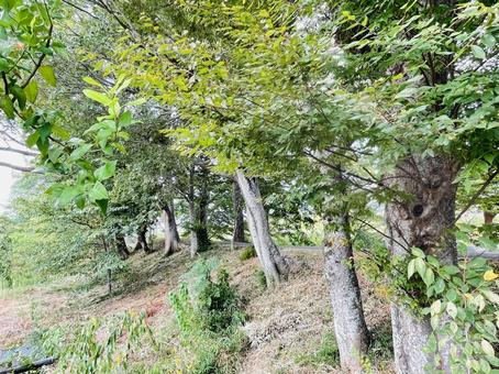 並ぶ木々の道 並ぶ木々の道 木陰,公園風景,緑の木々の写真素材