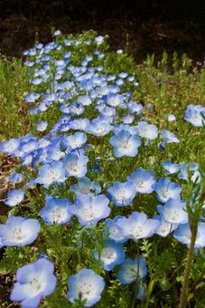 ネモフィラの写真