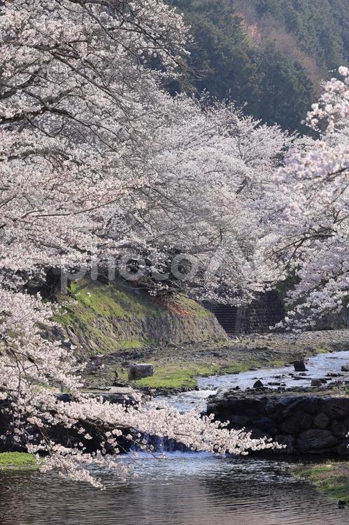 和らぎの道に咲く満開の桜 桜,さくら,サクラの写真素材