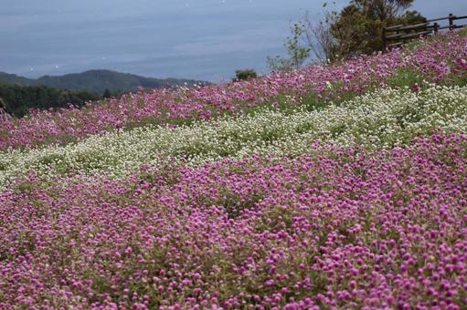 ピンクと白の千日紅の花畑と海の見える風景 ピンク,白,千日紅の写真素材
