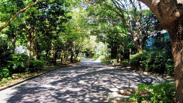 秋の陽光・江戸川区臨海町の散歩道・東京都 秋の陽光・江戸川区臨海町の散歩道・東京都の写真