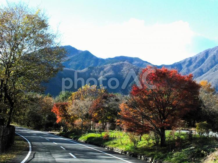 朝霧高原の美しい紅葉の林と山々 朝霧高原,色,美しいの写真素材
