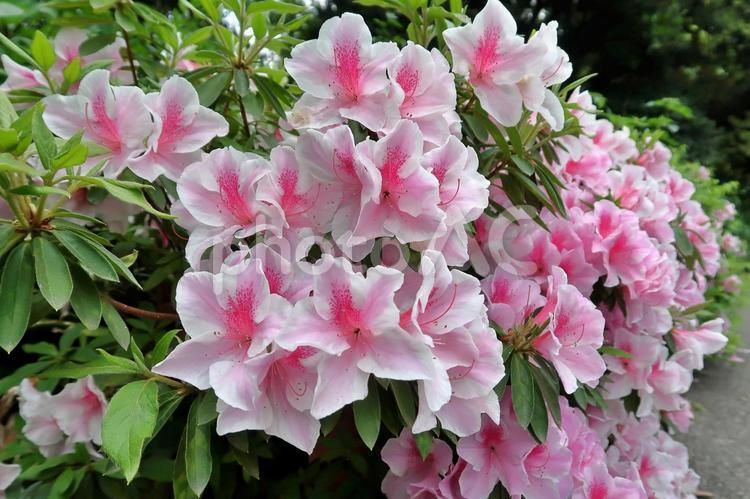 満開のピンクと白のツツジの花 ツツジ,花,咲くの写真素材