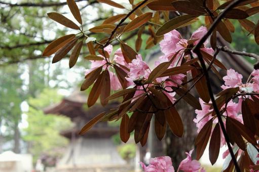 Photo, vivid, spring, poor, 