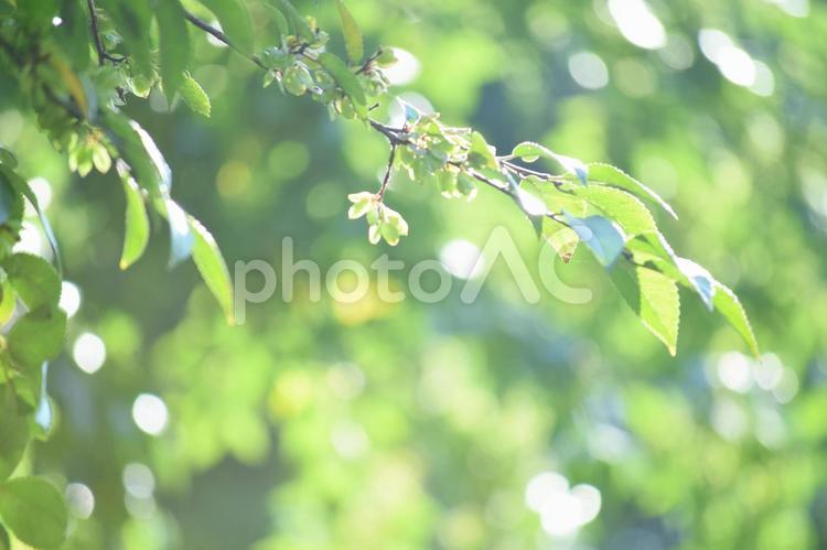 青葉と木漏れ日のキラキラ素材 青葉,葉,葉っぱの写真素材