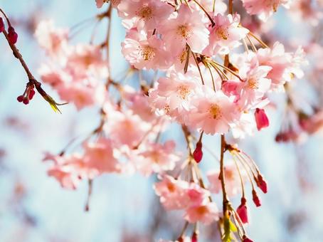 春の日差しを受ける桜の花 桜,春,花の写真素材