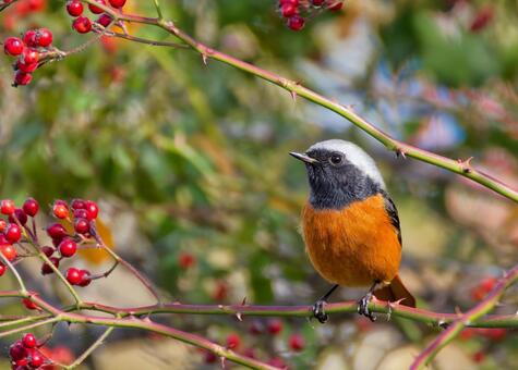 赤い実に寄って来たジョウビタキ雄 ジョウビタキ,尉鶲,雄の写真素材