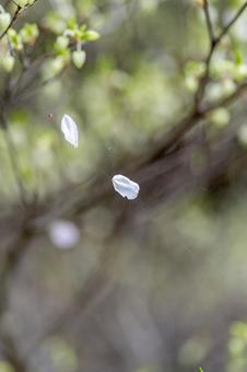 Photo, cherry blossoms, cherry-blossom viewing, flower, 