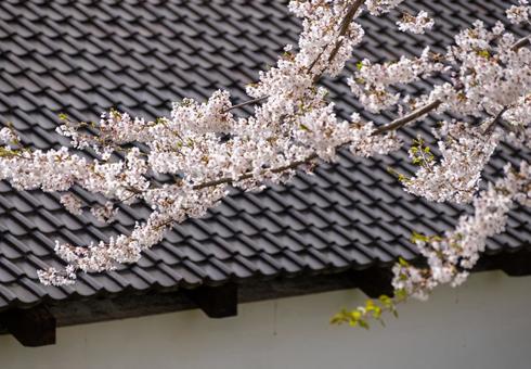 和風の瓦屋根と満開の桜 和風の瓦屋根と満開の桜 桜,枝,爛漫の写真素材