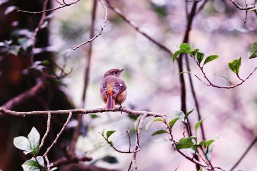 枝に止まるジョウビタキ 枝に止まるジョウビタキ 野鳥,ジョウビタキ,鳥の写真素材