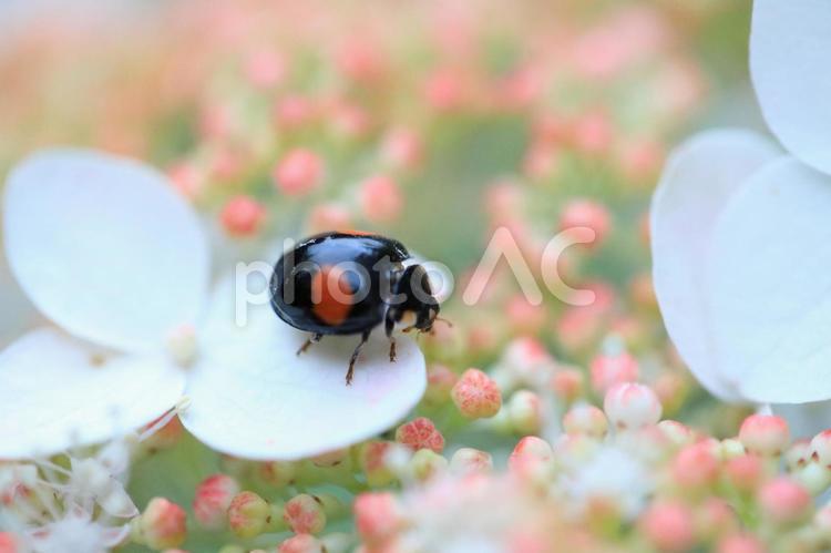 紫陽花とてんとうむし てんとうむし,テントウムシ,てんとう虫の写真素材