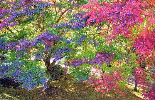 カラフルで鮮やかなもみじの紅葉 カラフルで鮮やかなもみじの紅葉 紅葉,もみじ,秋の写真素材