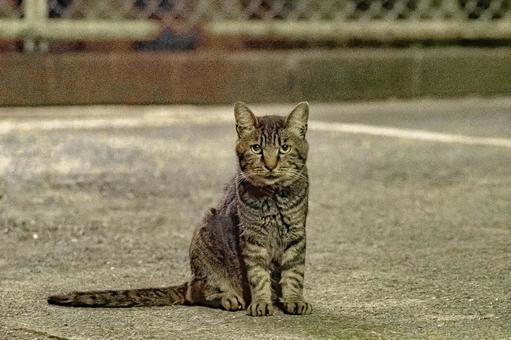 猫ちゃ-ん。 猫ちゃ-ん。 猫,ネコ,動物の写真素材