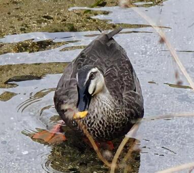 泳いでいる カルガモ,生き物,川の写真素材