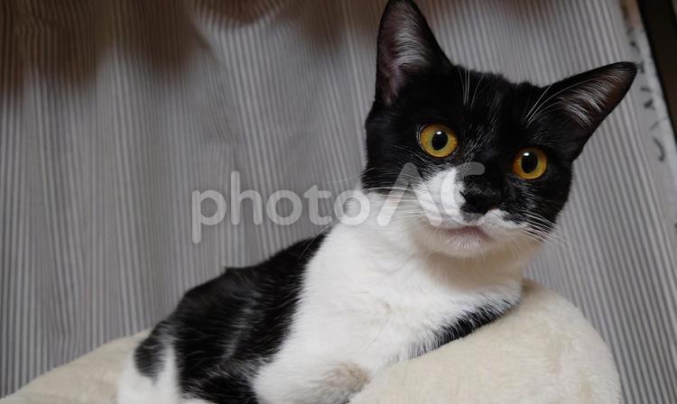 猫　ねこ　ネコ　癒やし　ペット はちわれ,猫,ネコの写真素材