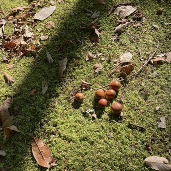 どんぐり拾い どんぐり,公園,無人の写真素材