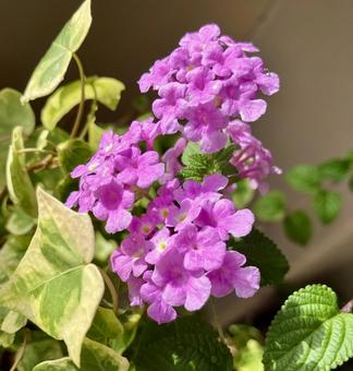 コバノランタナの写真