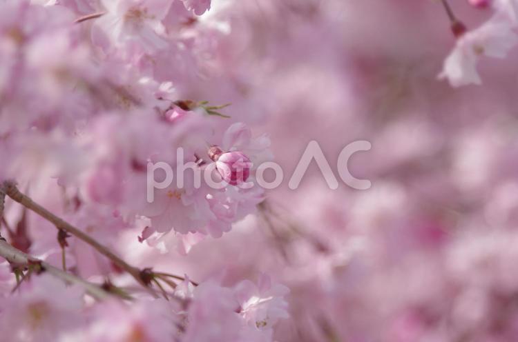 しだれ桜 しだれ桜,桜,春の写真素材