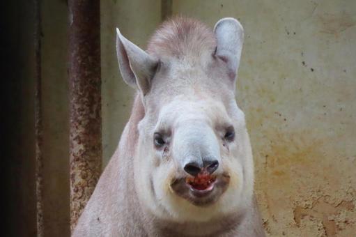 かわいいアメリカバク かわいいアメリカバクの写真