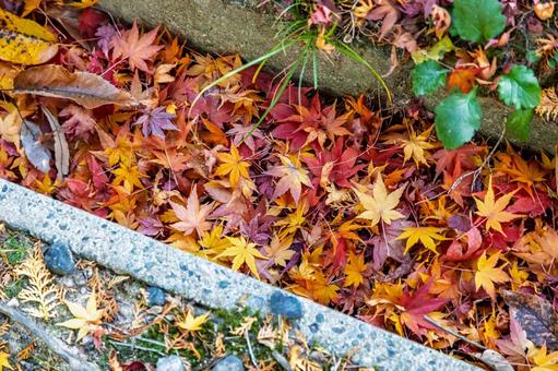 紅葉した落ち葉 落ち葉,モミジ,もみじの写真素材